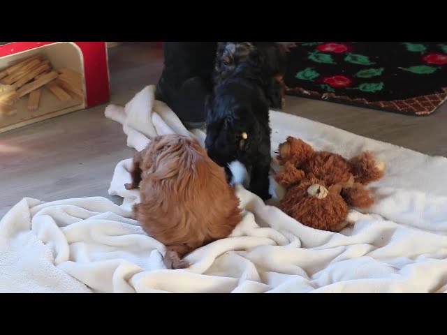 Gordy video thumbnail