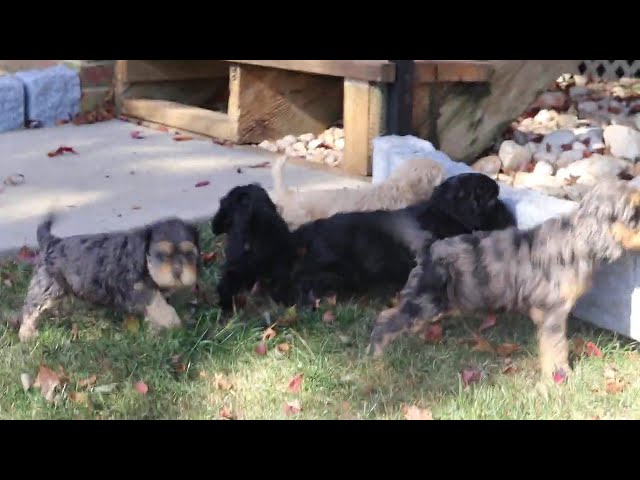 Charlie video thumbnail