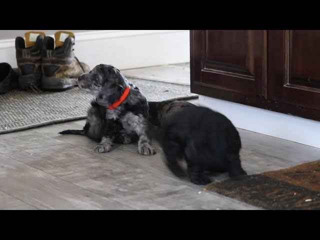 Lilo video thumbnail