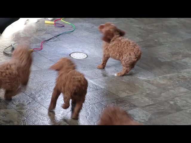 Suki video thumbnail