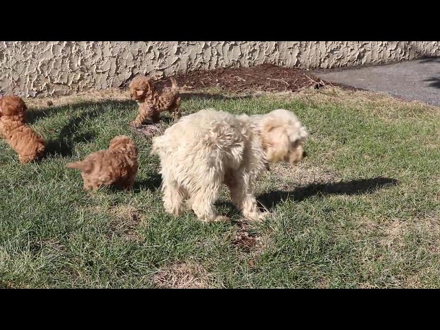 Marley video thumbnail