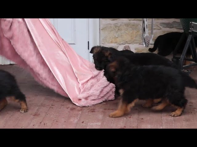Chops video thumbnail