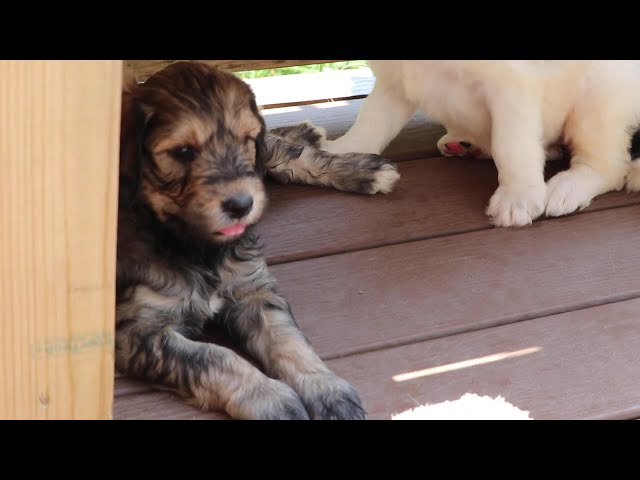 Cookie video thumbnail