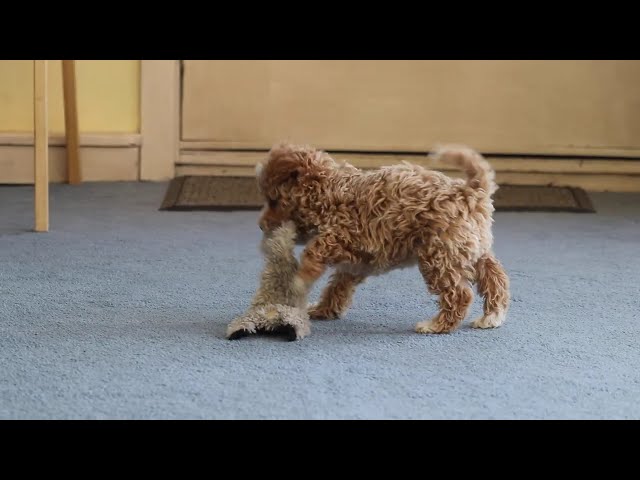 Gracie video thumbnail