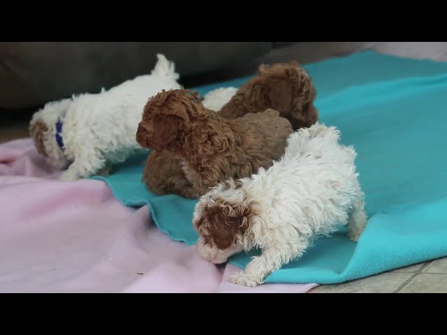 Baxter video thumbnail
