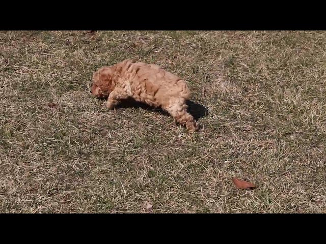 Annabell video thumbnail