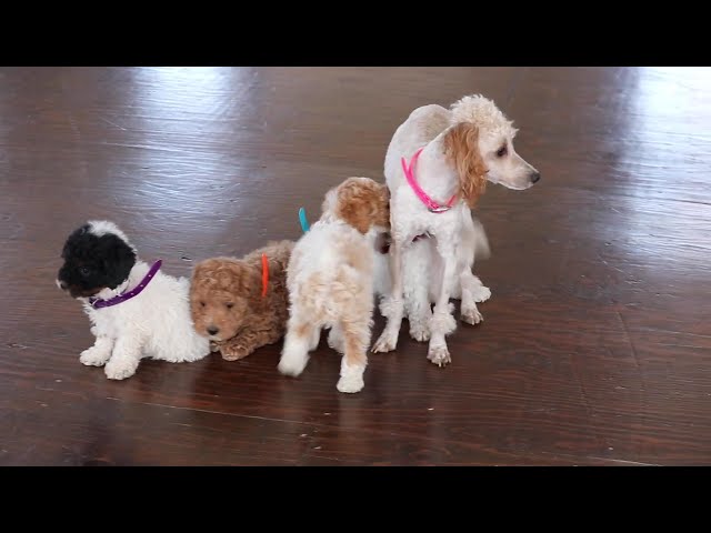 Maggie video thumbnail