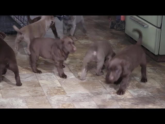 Sissy video thumbnail