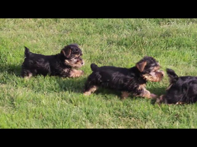 Mable video thumbnail