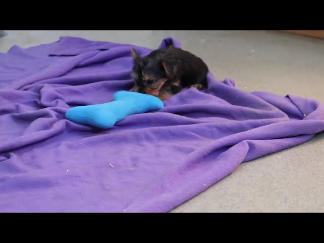 Princess video thumbnail