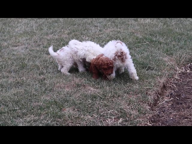 Weston video thumbnail