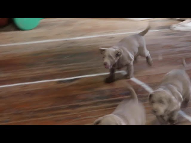 Barbie video thumbnail
