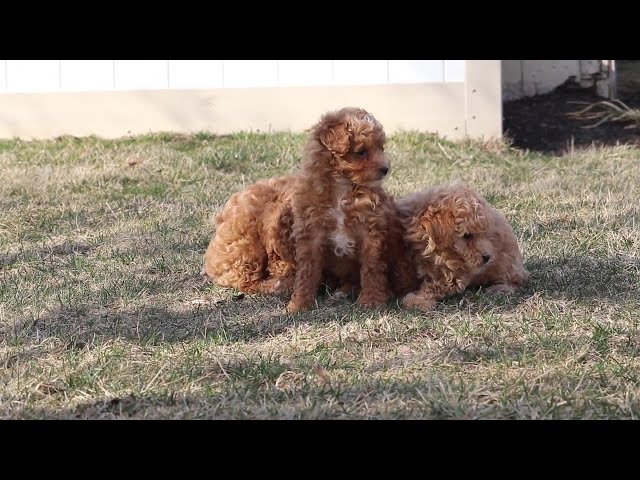 Tootsie video thumbnail