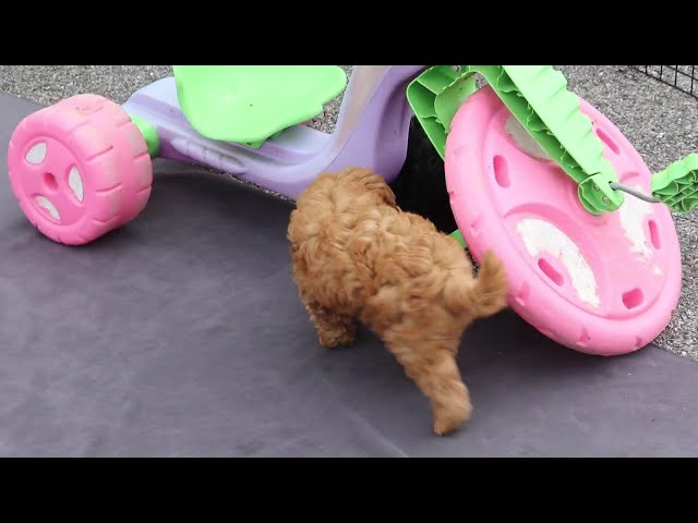 Cody – F1b video thumbnail