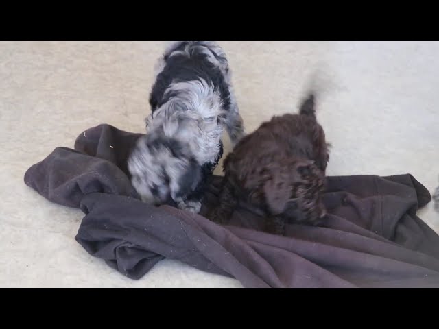 Larry video thumbnail