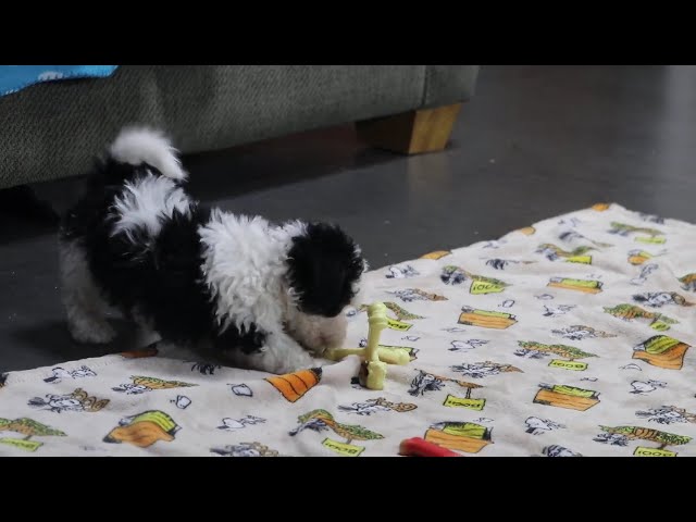 Ruby video thumbnail