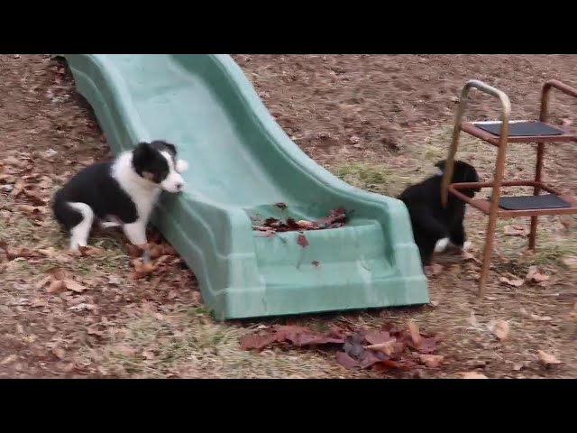 Buster video thumbnail
