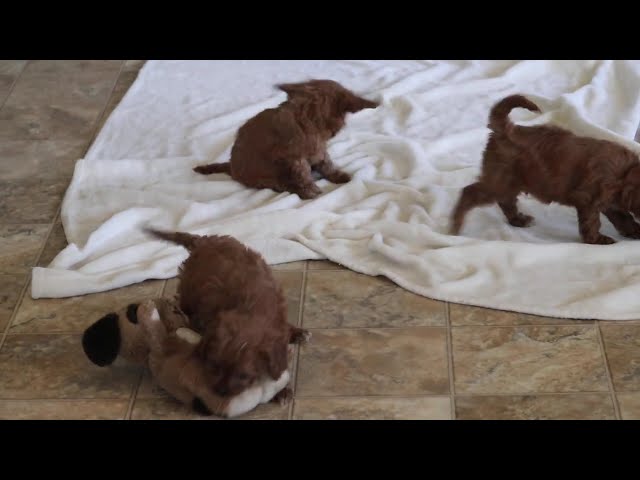 Olivia video thumbnail