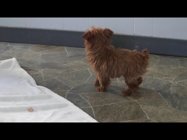 Nubbin video thumbnail