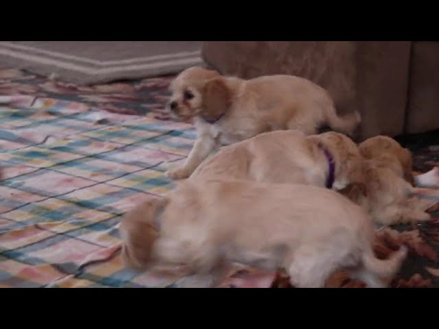 Nala video thumbnail