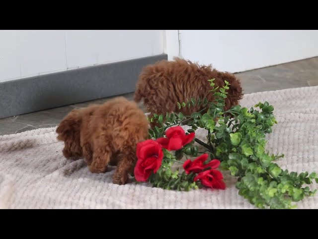 Snickers video thumbnail