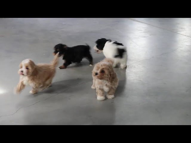 Brooke video thumbnail