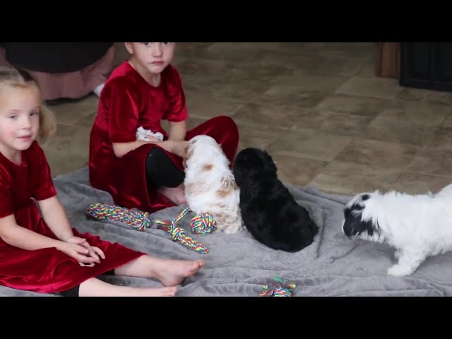 Benjamin video thumbnail