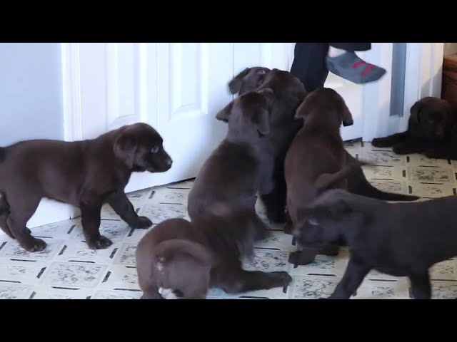 Samson video thumbnail