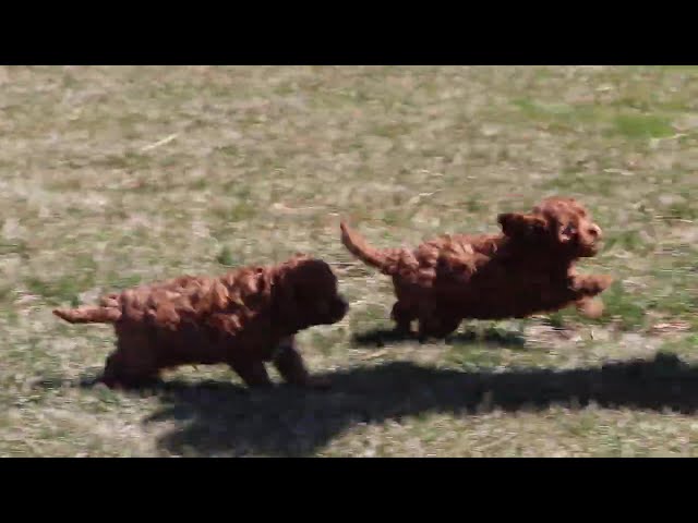 Tasha video thumbnail