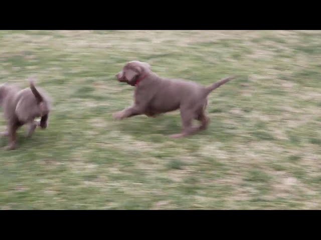 Rocky video thumbnail