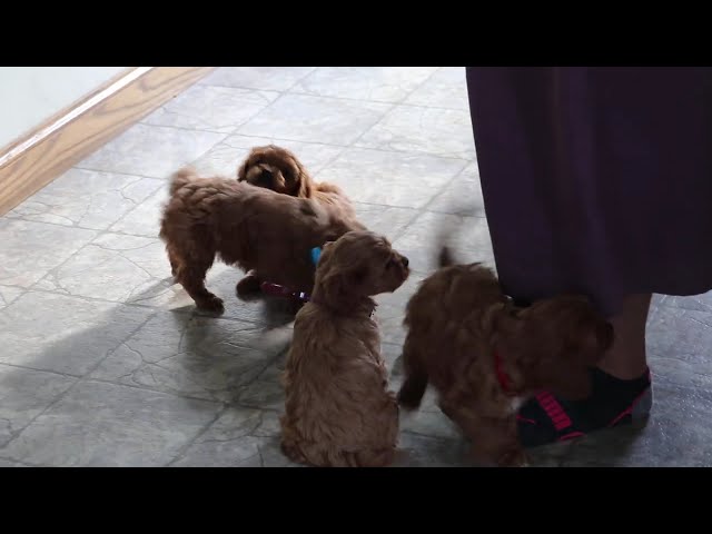 Brianna video thumbnail