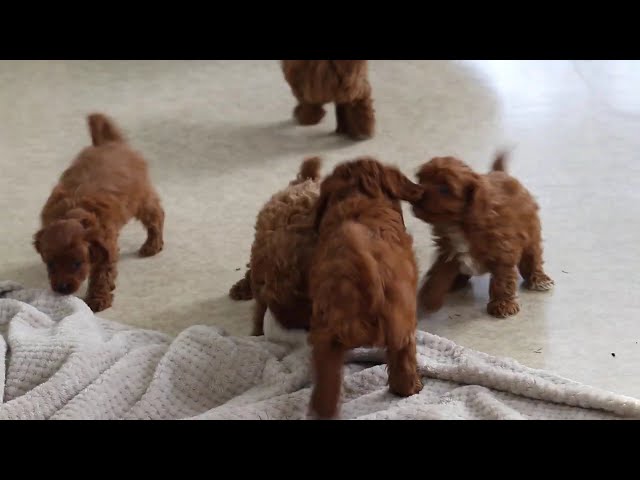 Jud video thumbnail