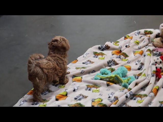 Tootsie video thumbnail