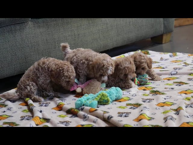 Barker video thumbnail