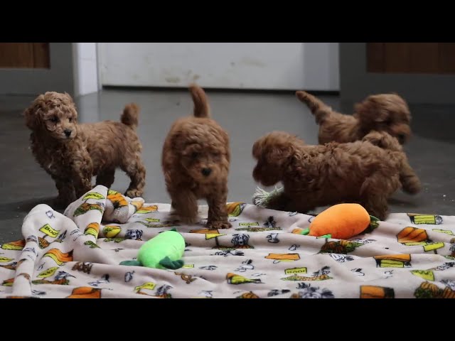 Perry video thumbnail