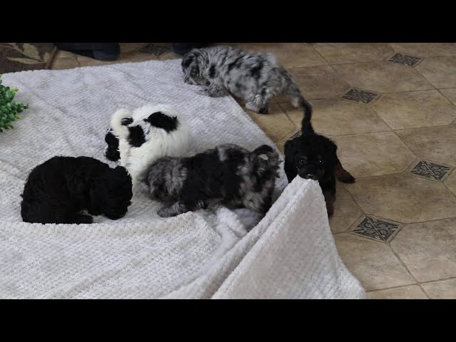 Mable video thumbnail