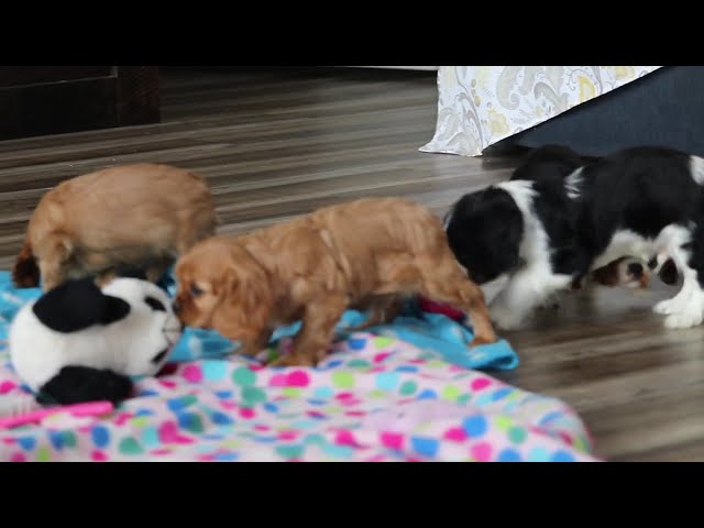 Bella video thumbnail