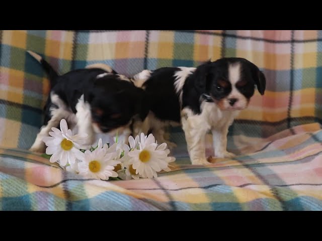 Benson video thumbnail