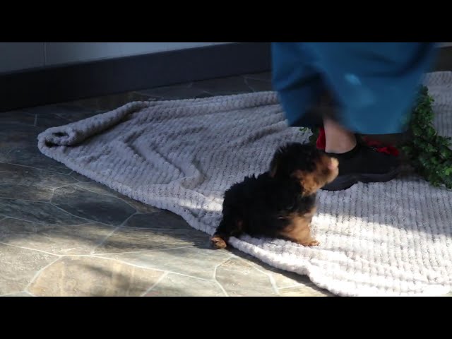 Chocolate Chip video thumbnail