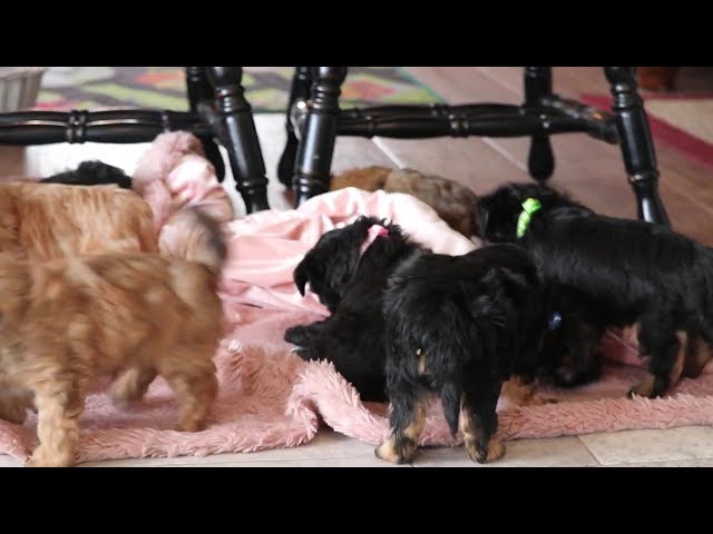 Beethoven video thumbnail