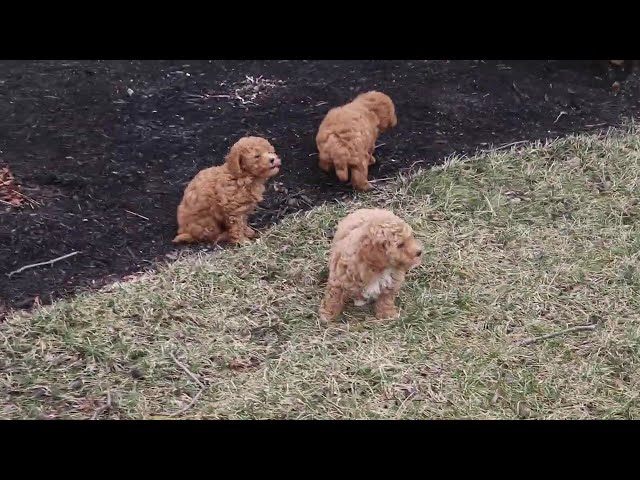 Presley video thumbnail