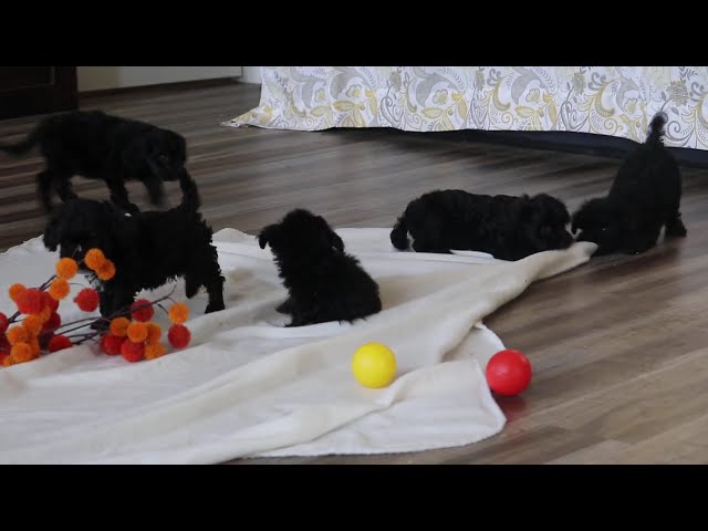 Girly video thumbnail
