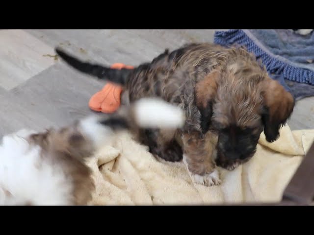 Billy video thumbnail