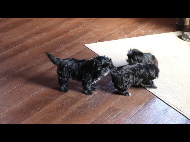 Brookie video thumbnail