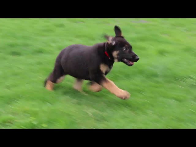 Bubba video thumbnail
