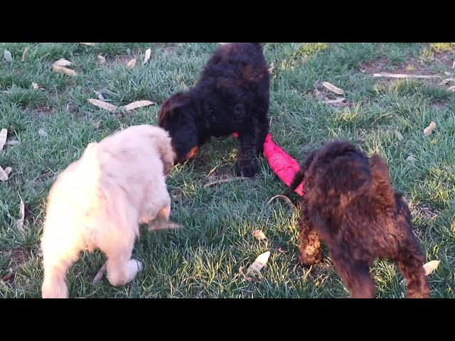 Charlie video thumbnail