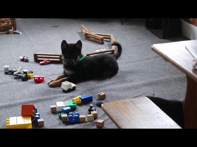 Sable video thumbnail
