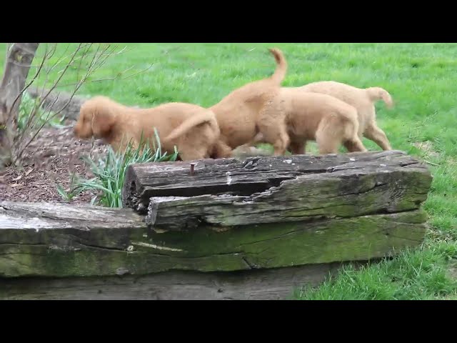 Sage video thumbnail