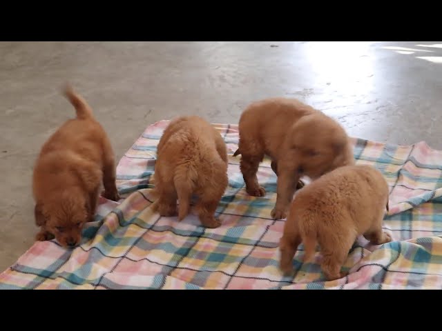 Cookie video thumbnail