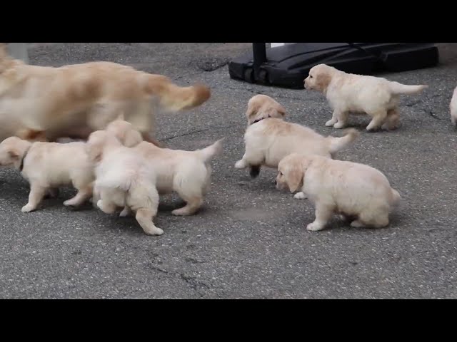 Dakota video thumbnail